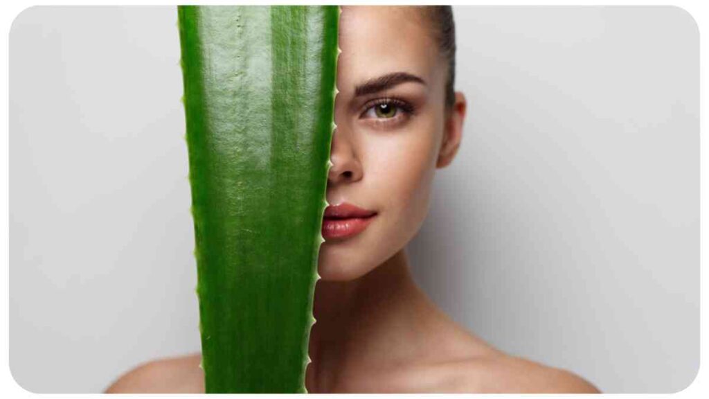 Understanding the Benefits of Aloe Vera: A Comprehensive Guide